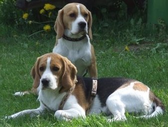 zwei Beagle